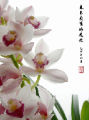 芝兰