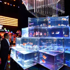 大阪举办艺术水族馆展 金鱼与光交织舞动的世界