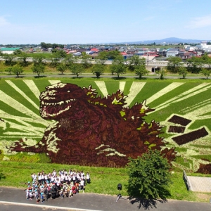 日本青森县稻田画“哥斯拉”迎最佳观赏期